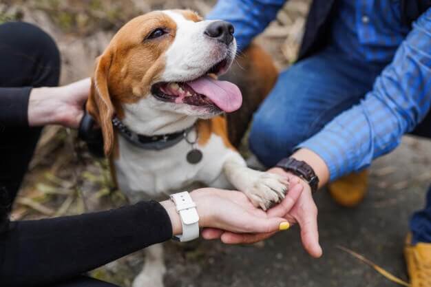 Ways Pets and Mental Health Go Together