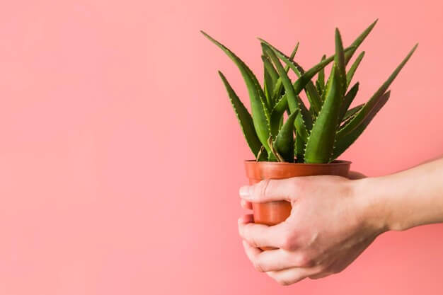 aloe Vera