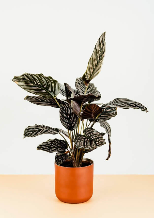 calatheas