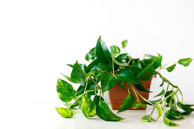 golden Pothos