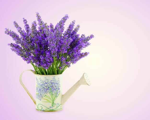 lavanda