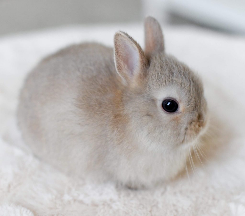 Is this baby bunny even real