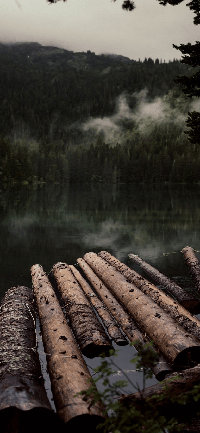 Logs Submerged In Water, calming background