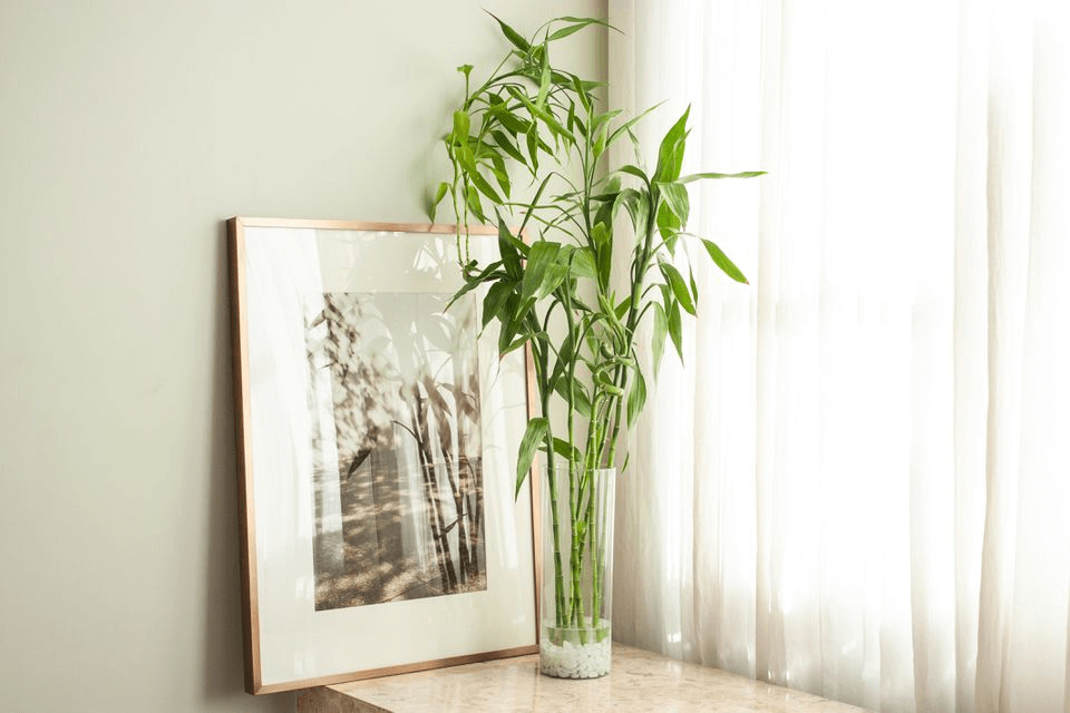 get Bamboo Plant