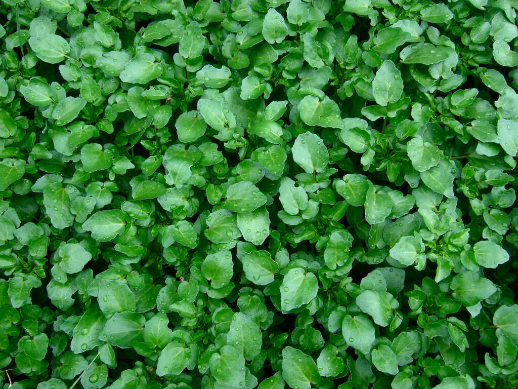 Watercress herb for anti aging