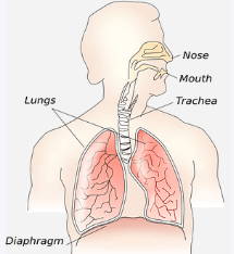 What Is Diaphragmatic Exercise