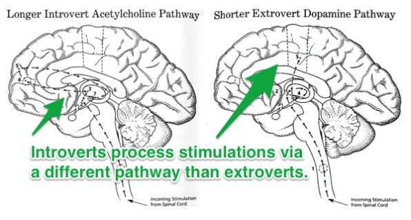 how introvert and extrovert think differently