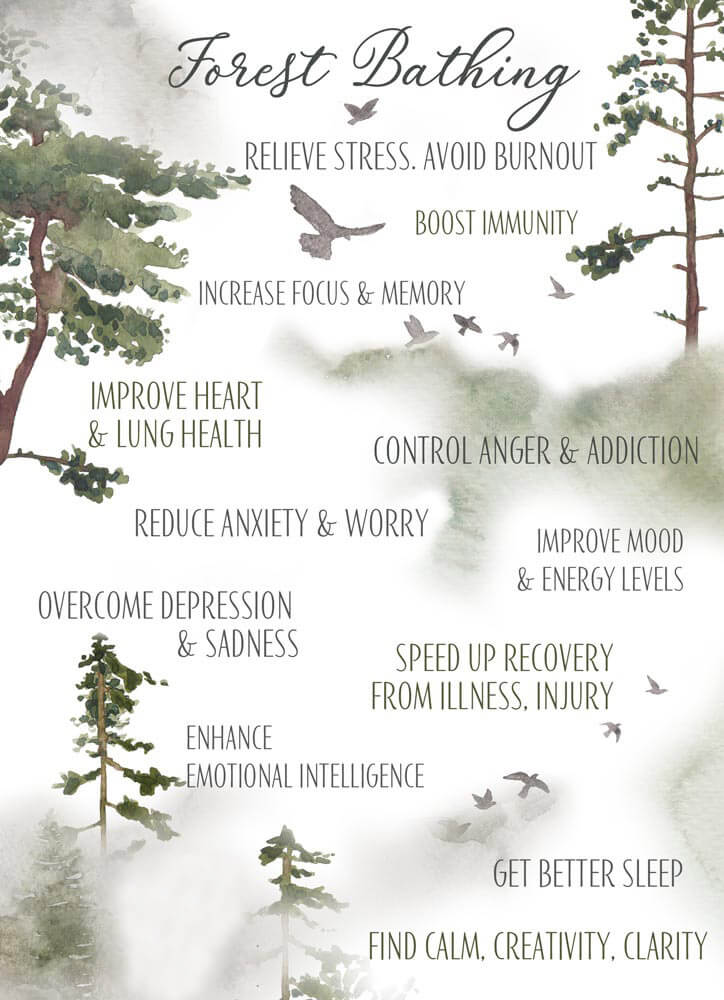 Benefits of Forest Breathing