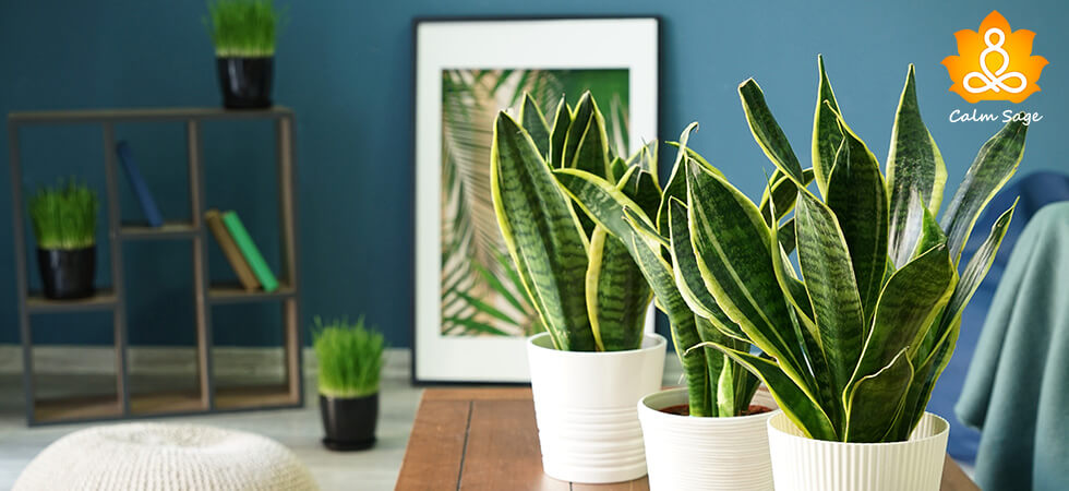 Complete Guide for snake plants