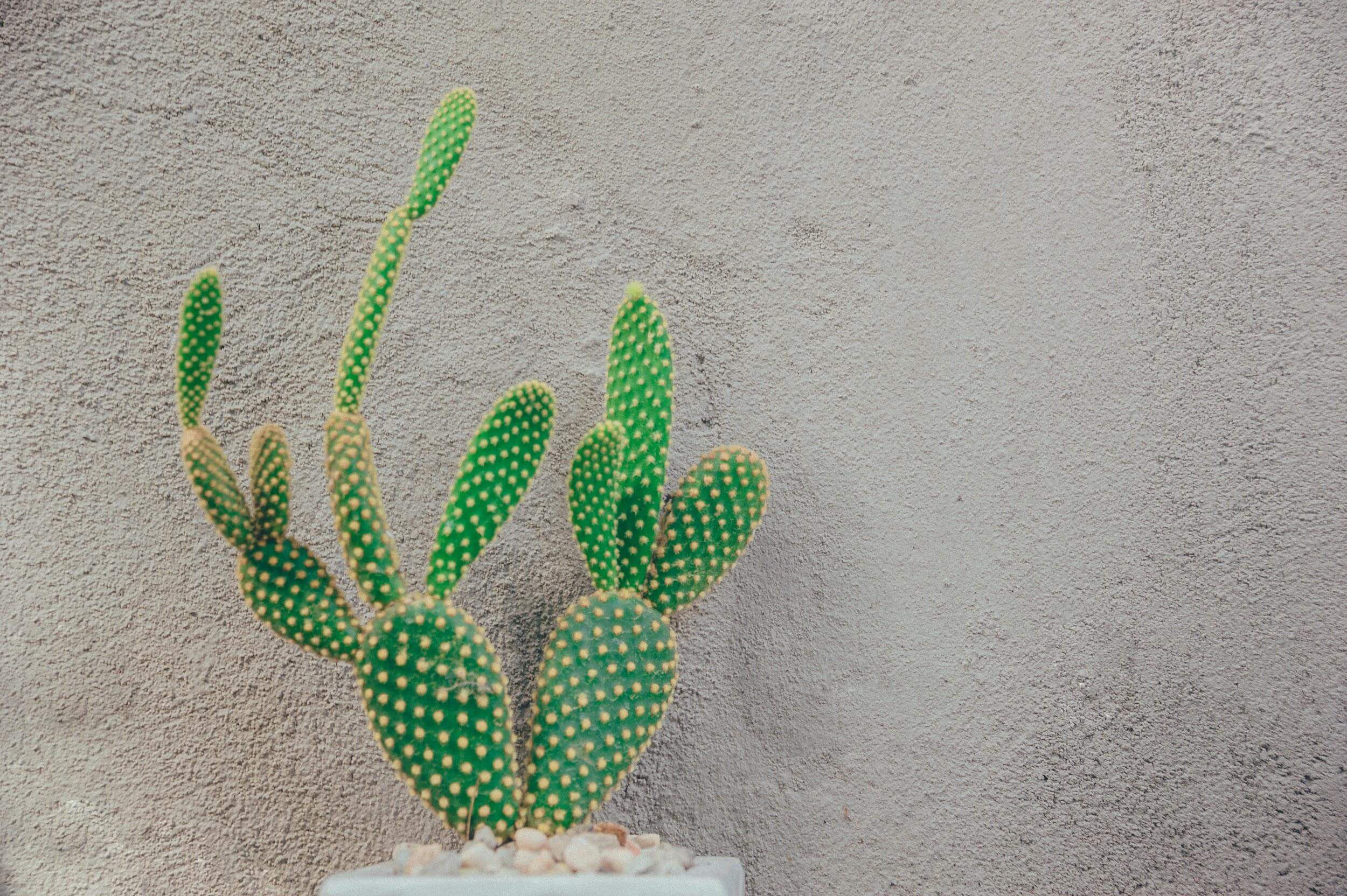 How to Take Care of a Cactus Plant