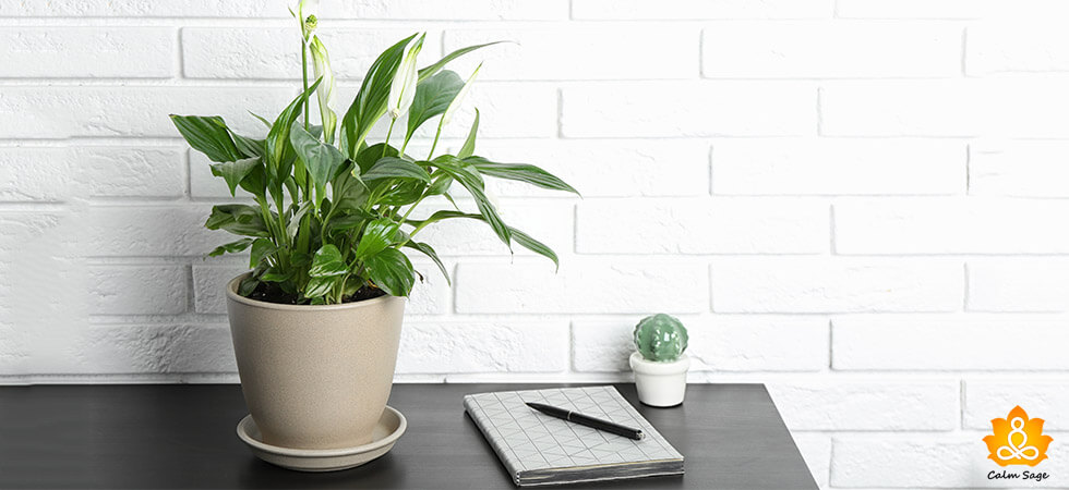 Peace Lily Plant GUIDE