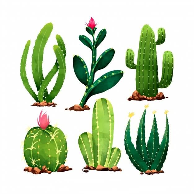 Types of Cactus Plants