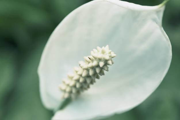 Types of Peace Lily Plants