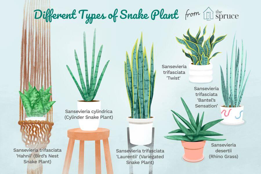 Types of Snake Plants