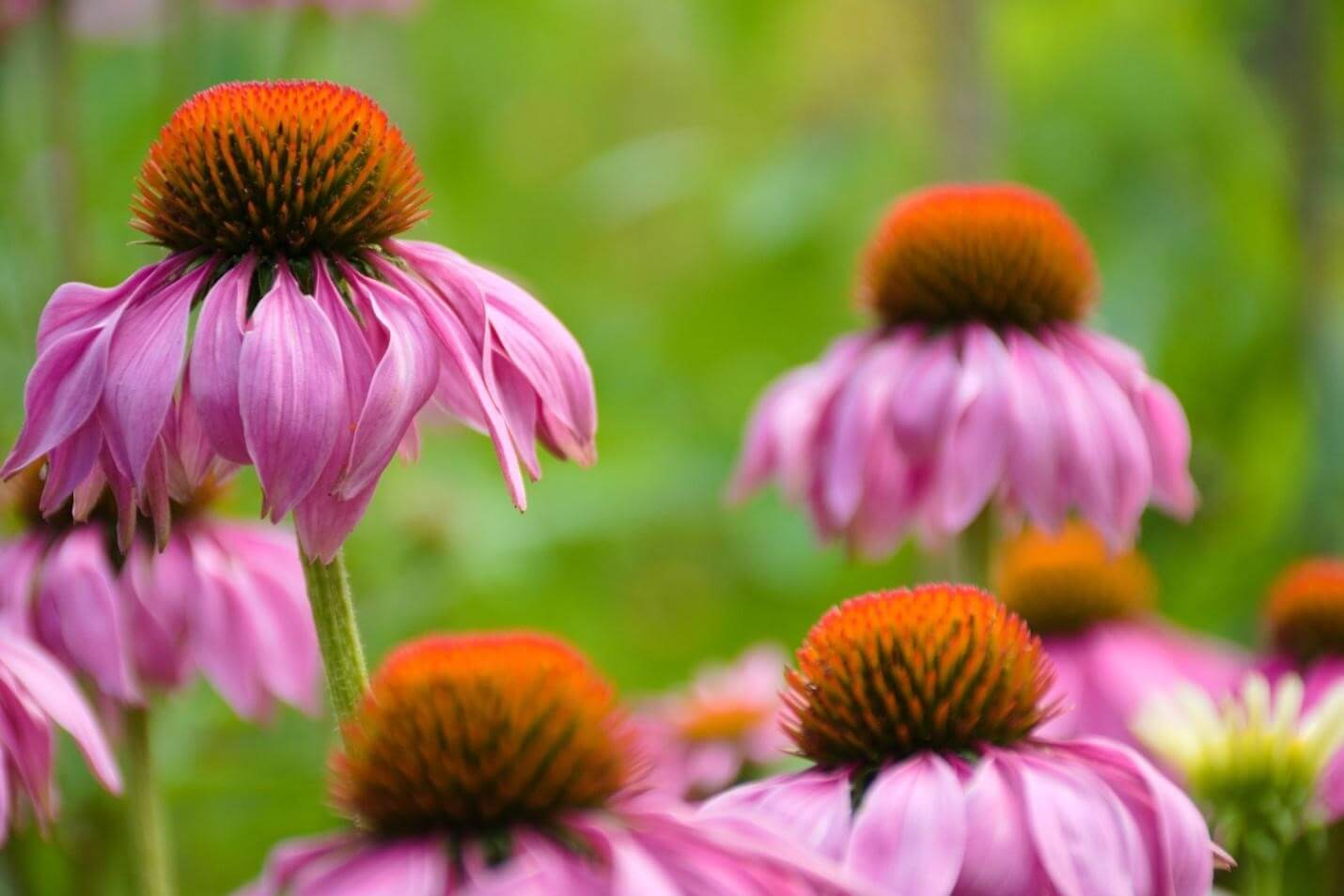 Echinacea