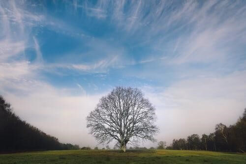 Famous poetry on Tree by Ilan Shamir