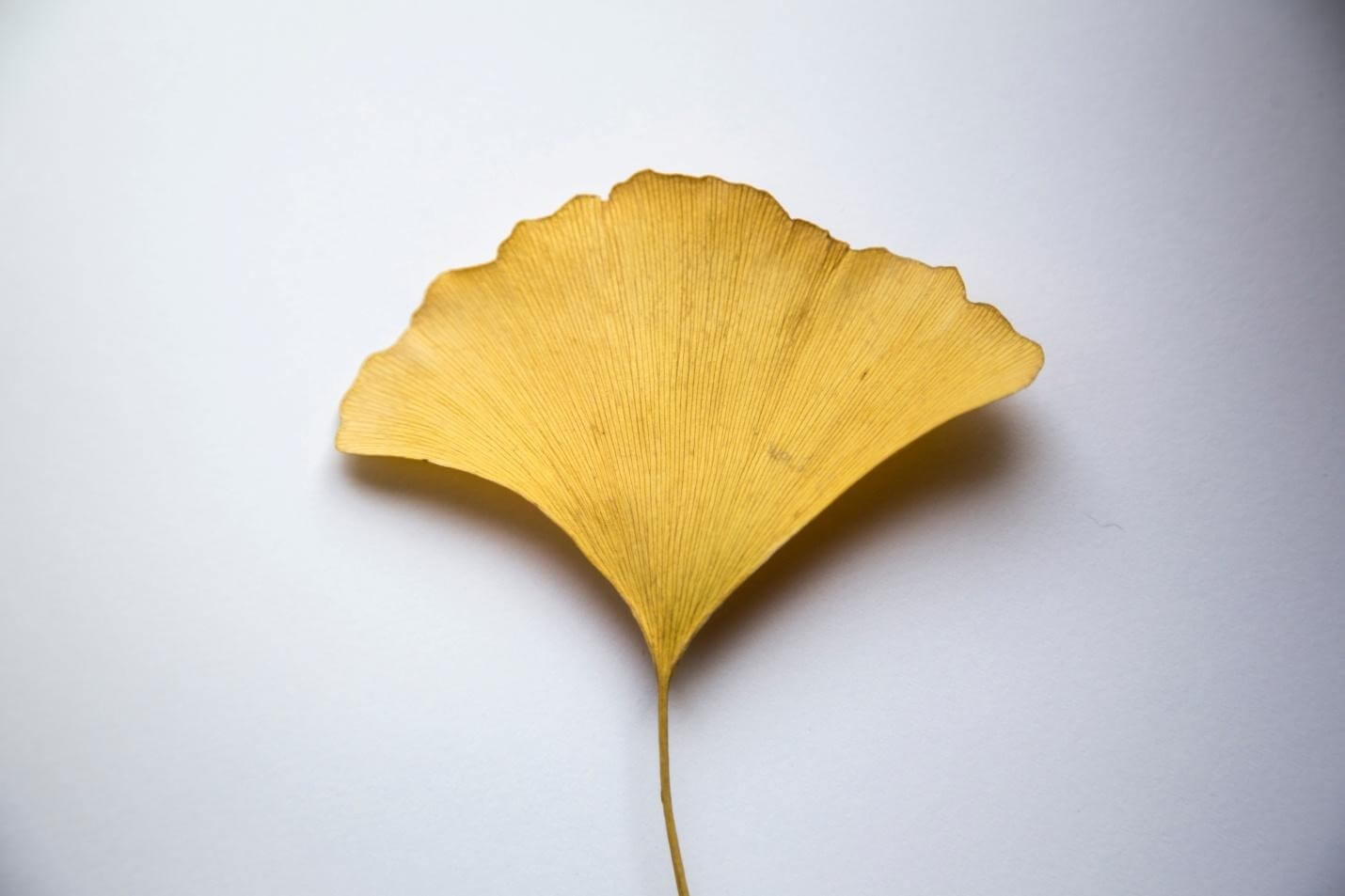 Ginkgo, types of medicinal plants