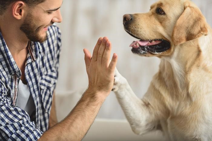 Pet therapy help in depression