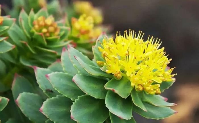 Rhodiola