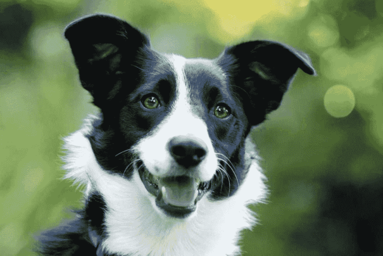 What-Does-Your-Pet-Say-About-You