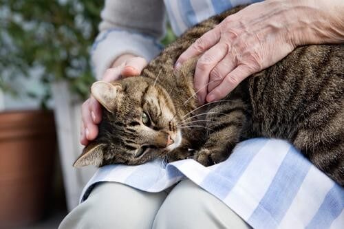 cats- therapy animal