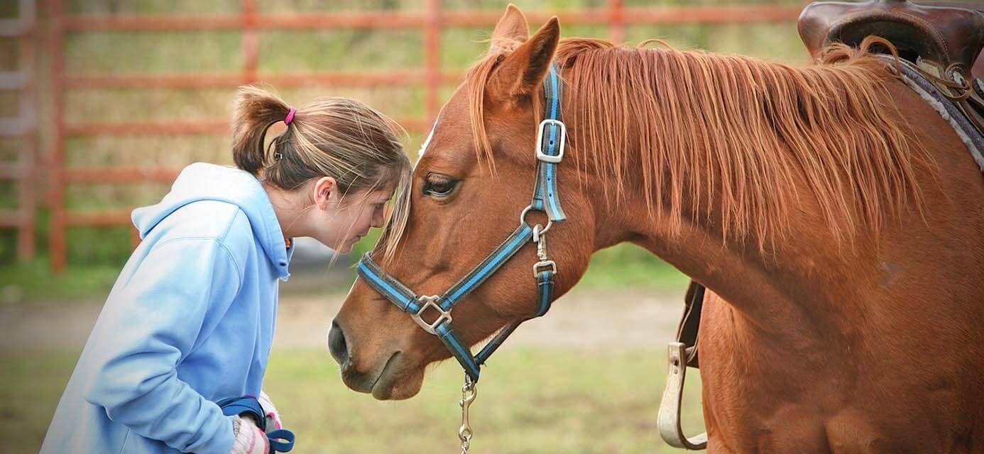 hourse - Equine-assisted therapy 