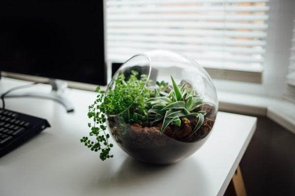 Build A Terrarium