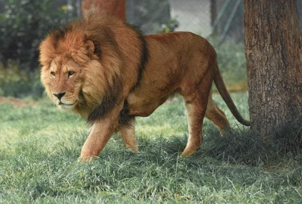 Lion