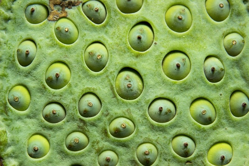 Trypophobia image