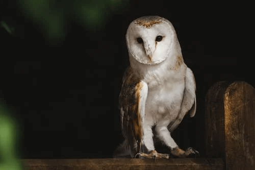 a night owl