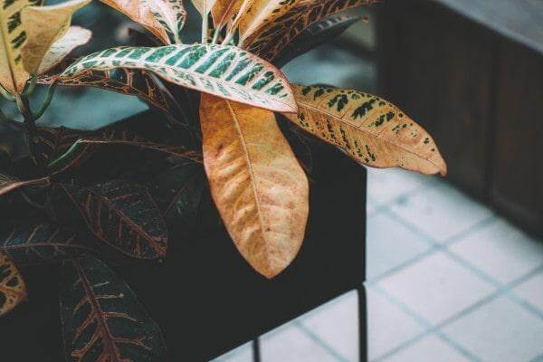 indoor plants