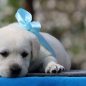 My-Puppy-Is-Making-Me-Depressed”-Here’s-How-To-Get-Rid-Of-Puppy-Blues