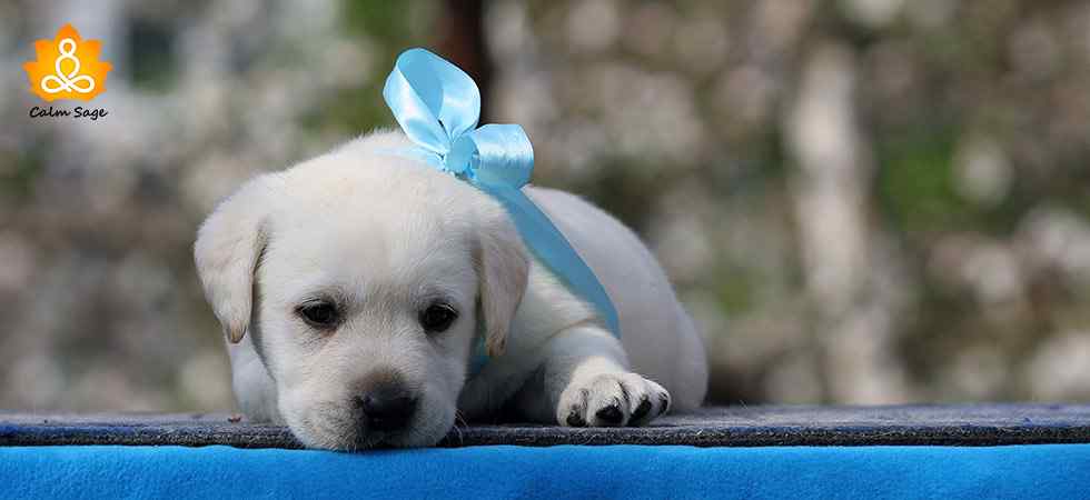 My-Puppy-Is-Making-Me-Depressed”-Here’s-How-To-Get-Rid-Of-Puppy-Blues