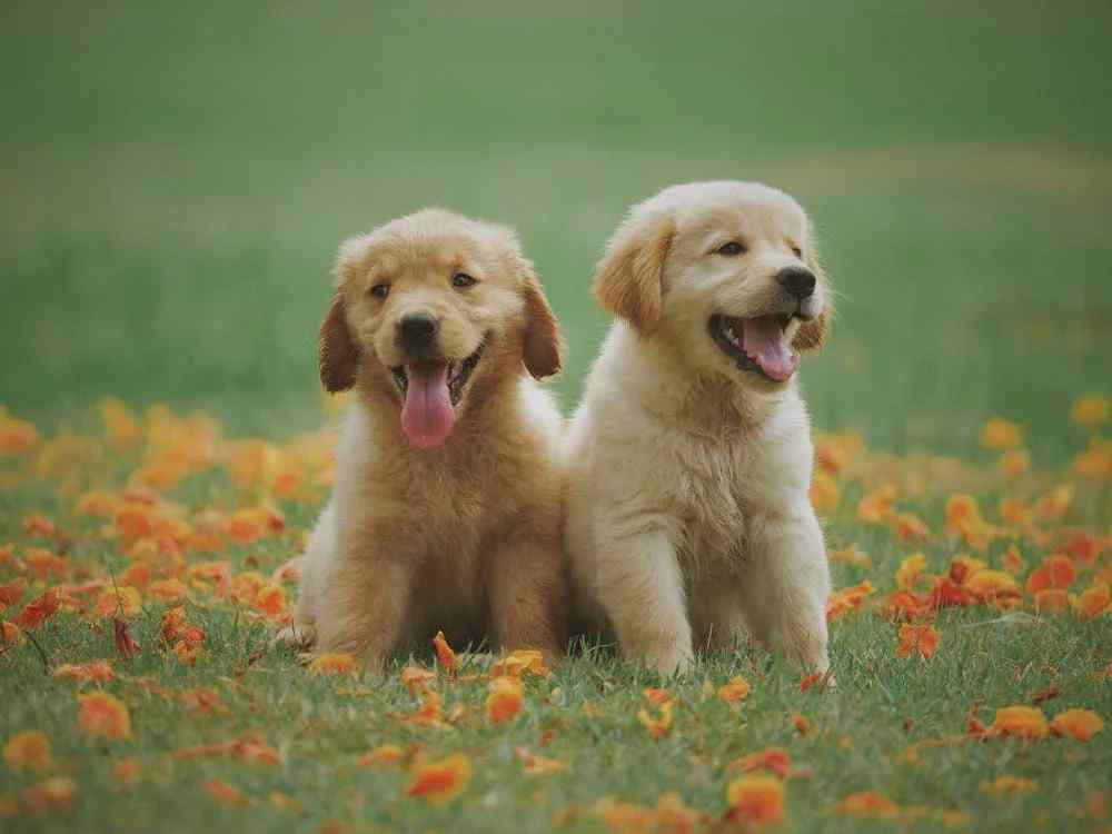 New puppy shop making me depressed
